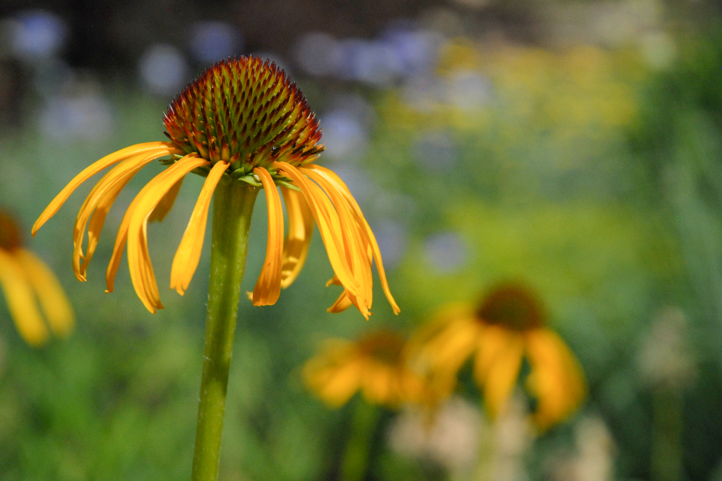 Yellow Coneflower